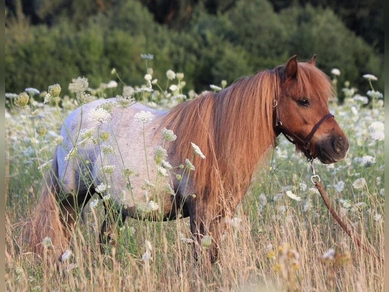 Mini Shetland Pony Gelding 17 years 8,1 hh Roan-Red in Werl