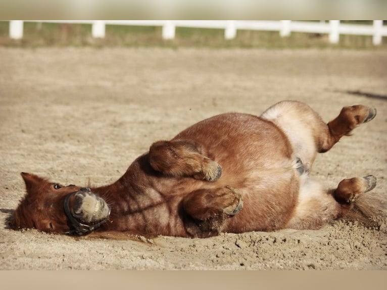 Mini Shetland Pony Gelding 17 years 8,1 hh Roan-Red in Werl