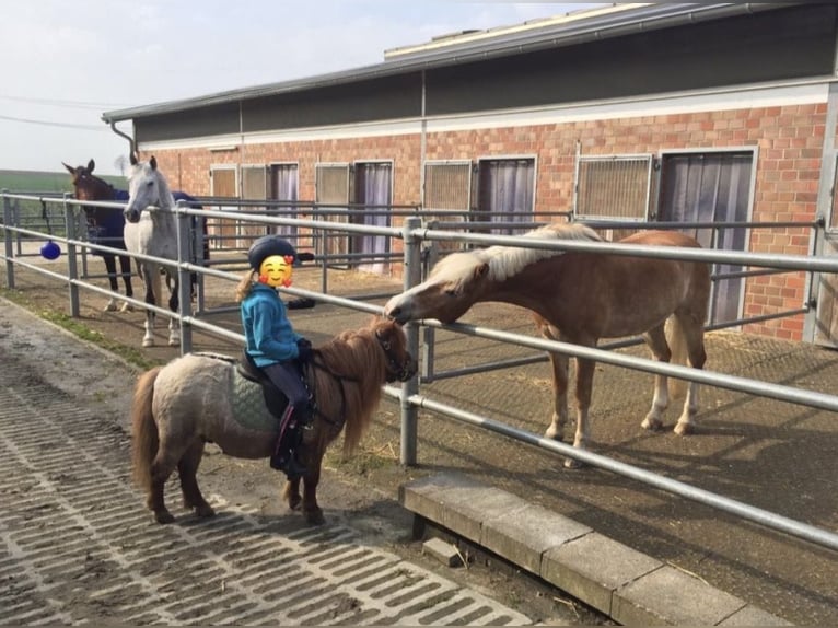 Mini Shetland Pony Gelding 17 years 8,1 hh Roan-Red in Werl