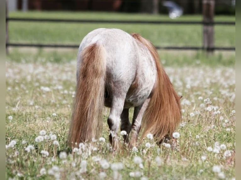 Mini Shetland Pony Gelding 17 years 8,1 hh Roan-Red in Werl