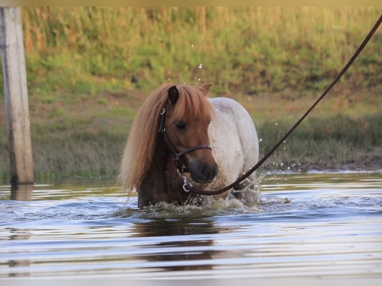Mini Shetland Pony Gelding 17 years 8,1 hh Roan-Red in Werl