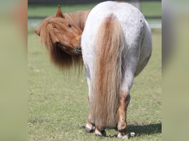 Mini Shetland Pony Gelding 17 years 8,1 hh Roan-Red in Werl
