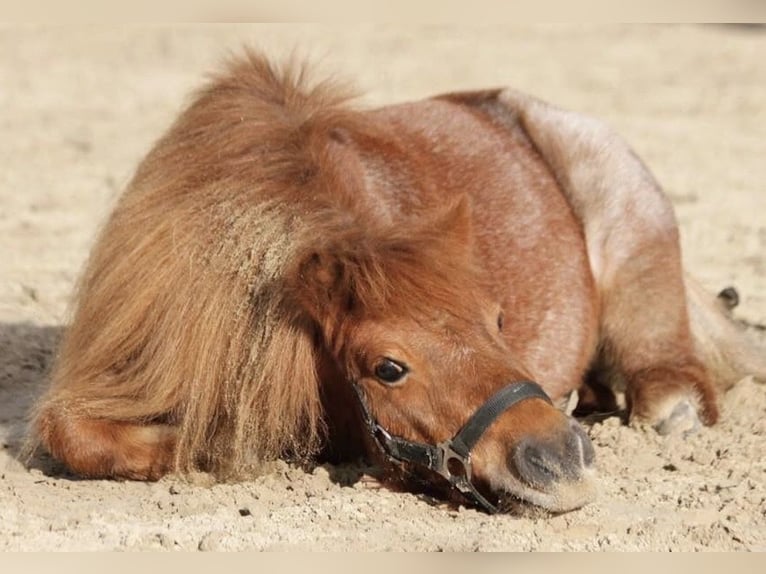 Mini Shetland Pony Gelding 17 years 8,1 hh Roan-Red in Werl
