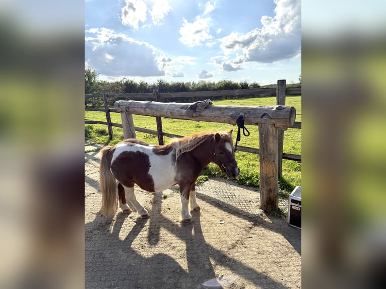 Mini Shetland Pony Gelding 18 years 8,1 hh Pinto in Arnsdorf