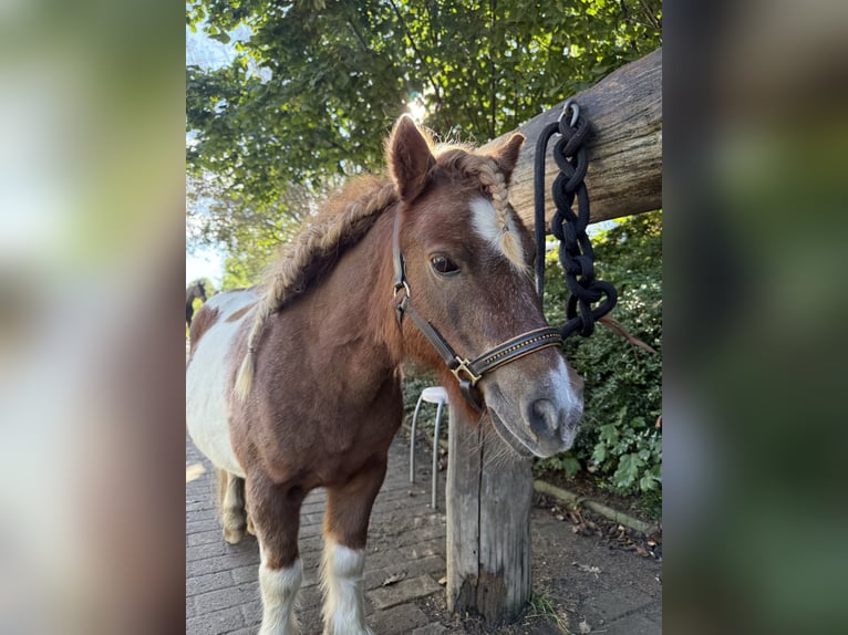 Mini Shetland Pony Gelding 18 years 8,1 hh Pinto in Arnsdorf