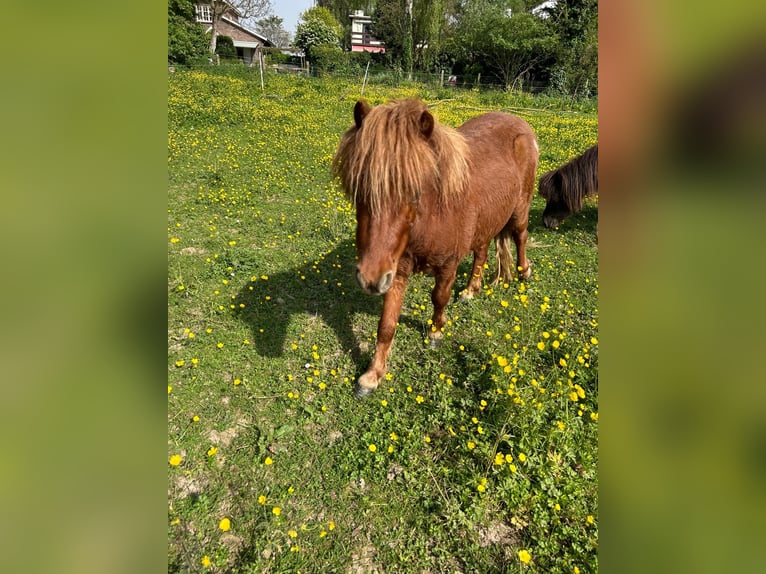 Mini Shetland Pony Gelding 2 years 9,1 hh Chestnut-Red in Valkenburg