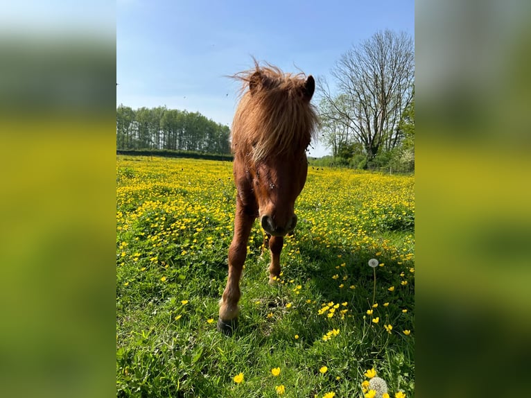 Mini Shetland Pony Gelding 2 years 9,1 hh Chestnut-Red in Valkenburg