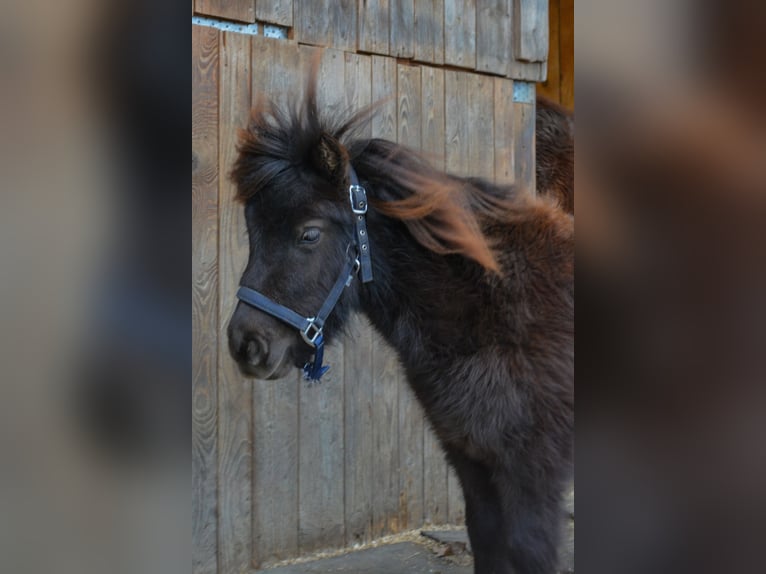 Mini Shetland Pony Gelding 3 years 7.3 hh Chestnut in RiederingRiedering