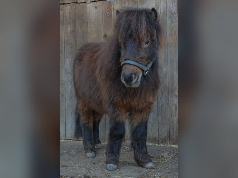 Mini Shetland Pony Gelding 3 years 7.3 hh Chestnut in RiederingRiedering
