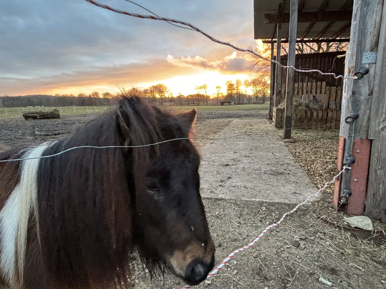 Mini Shetland Pony Gelding 3 years 8.2 hh Pinto in Bendestorf