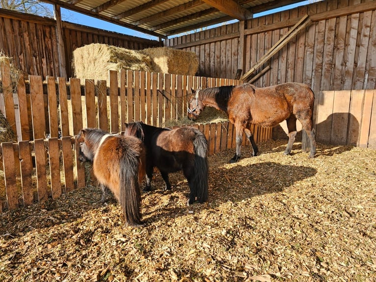 Mini Shetland Pony Gelding 3 years 8.2 hh Pinto in Bendestorf