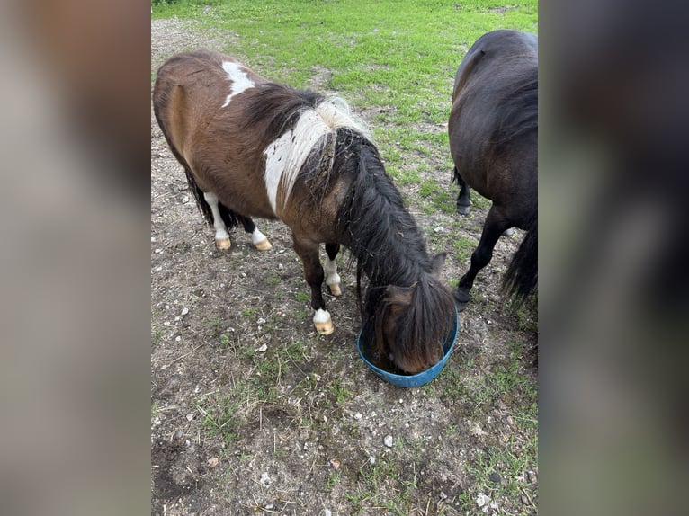Mini Shetland Pony Gelding 3 years 8.2 hh Pinto in Bendestorf