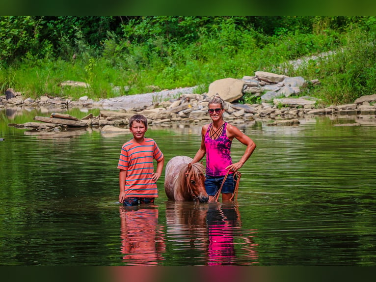 Mini Shetland Pony Gelding 3 years 8,3 hh Roan-Red in Flemingsburg Ky