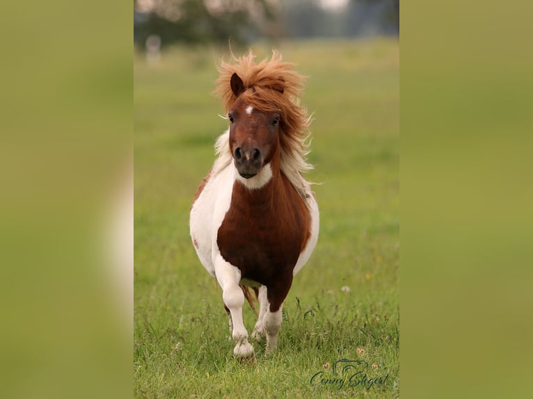 Mini Shetland Pony Gelding 3 years 8 hh Pinto in Reppichau