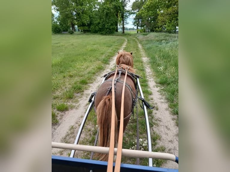 Mini Shetland Pony Gelding 3 years 8 hh Pinto in Reppichau