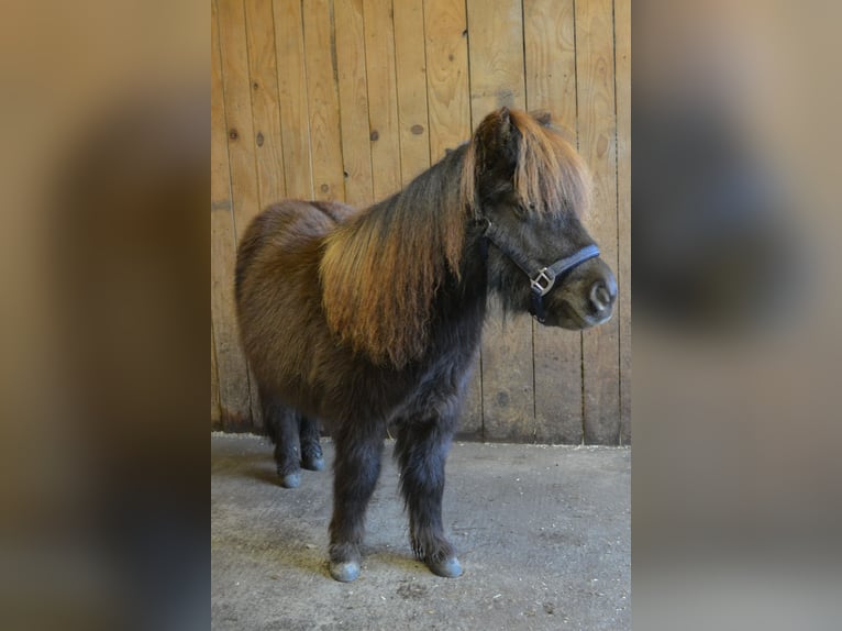 Mini Shetland Pony Gelding 3 years 8,1 hh Chestnut in Riedering