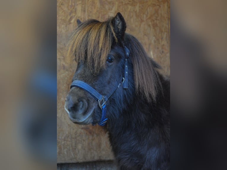 Mini Shetland Pony Gelding 3 years 8,1 hh Chestnut in Riedering
