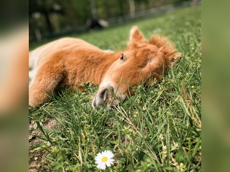 Mini Shetland Pony Gelding 3 years 8,1 hh Chestnut-Red in Rheine