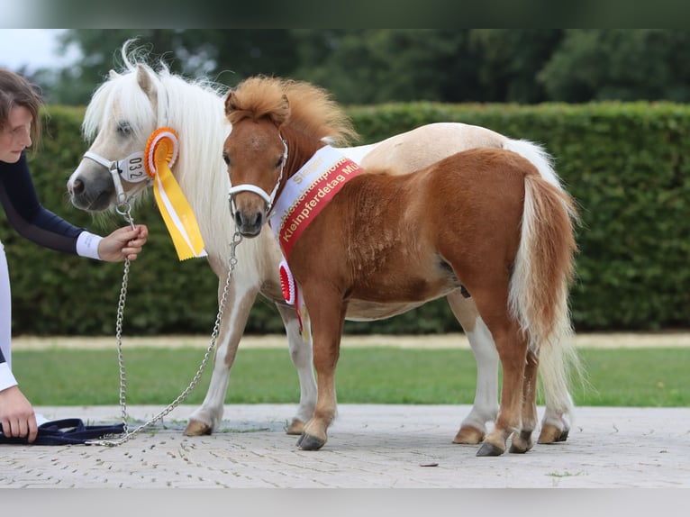 Mini Shetland Pony Gelding 3 years 8,1 hh Chestnut-Red in Rheine
