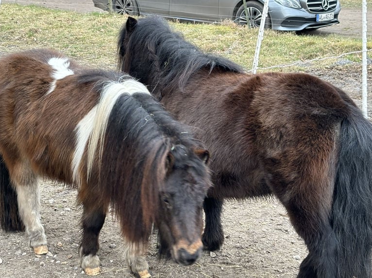 Mini Shetland Pony Gelding 3 years 8,2 hh Pinto in Bendestorf