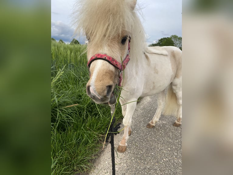 Mini Shetland Pony Gelding 4 years 8,1 hh Palomino in Schwetzingen