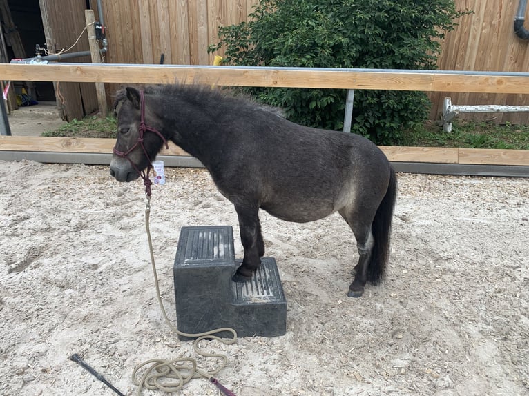 Mini Shetland Pony Gelding 4 years 8.1 hh Roan-Blue in Bretten