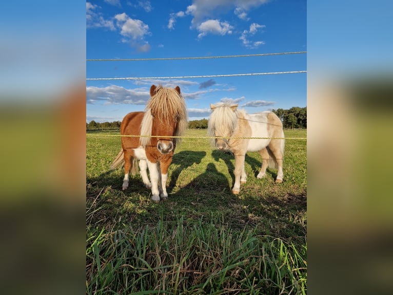 Mini Shetland Pony Gelding 4 years 8,2 hh Pinto in Herzebrock-Clarholz