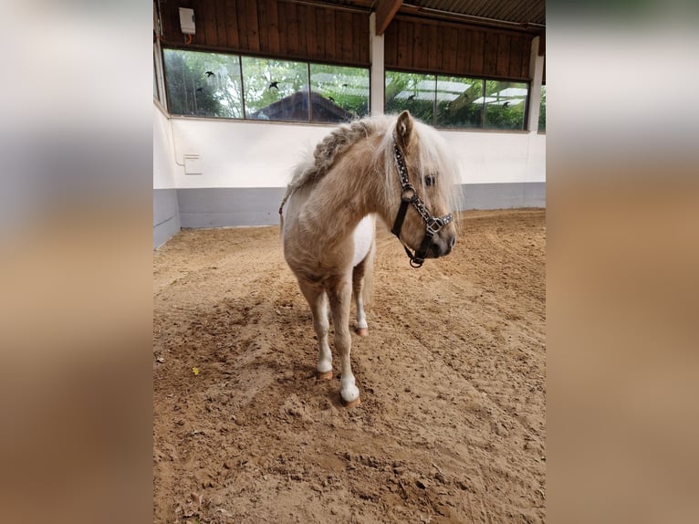 Mini Shetland Pony Gelding 4 years 8,2 hh Pinto in Herzebrock-Clarholz