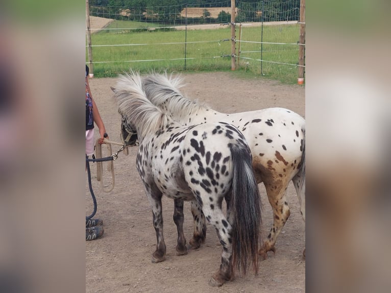 Mini Shetland Pony Gelding 4 years 8,3 hh in Zeulenroda-Triebes