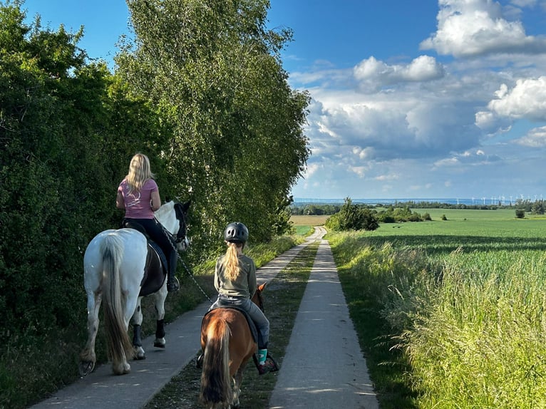 Mini Shetland Pony Gelding 4 years 8,3 hh Chestnut-Red in DanstedtWernigerode