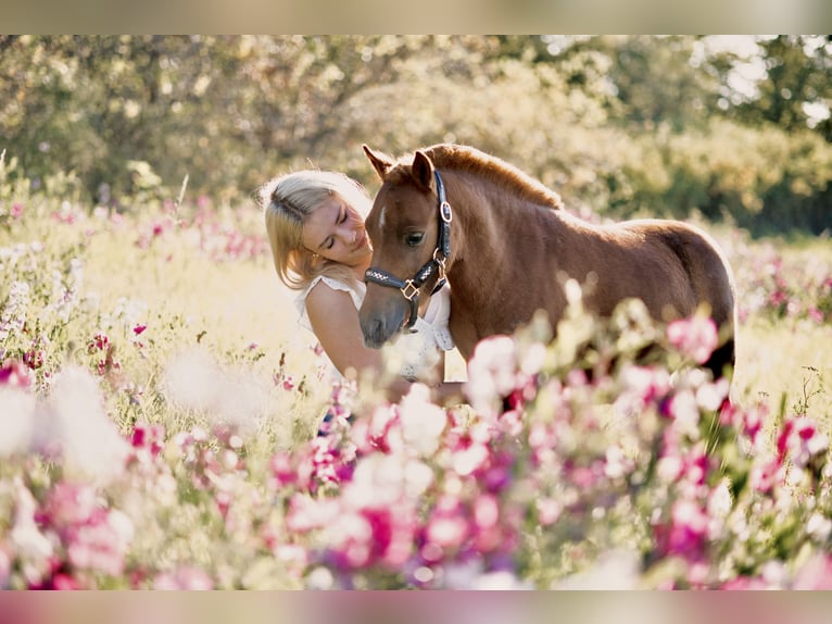 Mini Shetland Pony Gelding 4 years 8,3 hh Chestnut-Red in DanstedtWernigerode