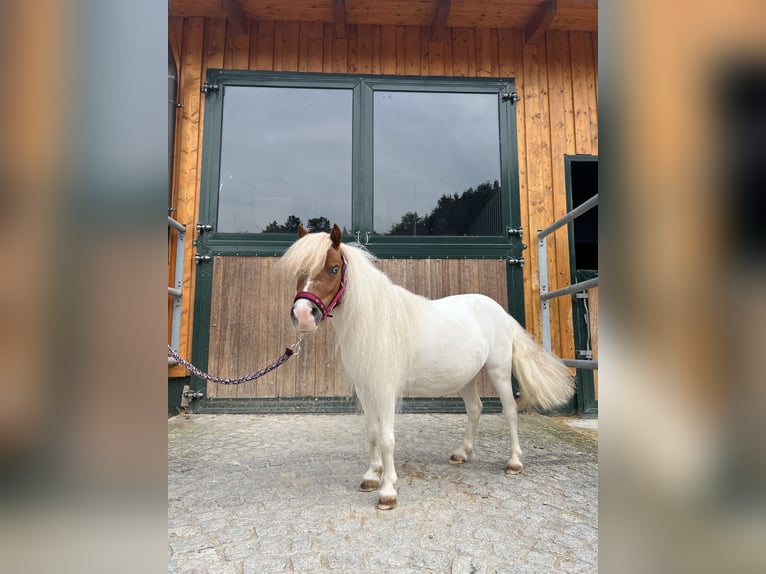 Mini Shetland Pony Gelding 4 years 8,3 hh Pinto in Kirchdorf an der Krems