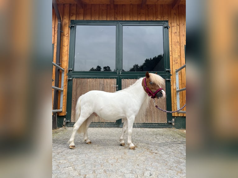 Mini Shetland Pony Gelding 4 years 8,3 hh Pinto in Kirchdorf an der Krems