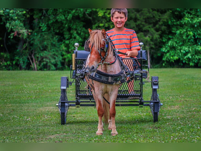 Mini Shetland Pony Gelding 4 years 8,3 hh Roan-Red in Flemingsburg Ky