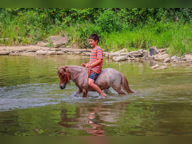 Mini Shetland Pony Gelding 4 years 8,3 hh Roan-Red in Flemingsburg Ky