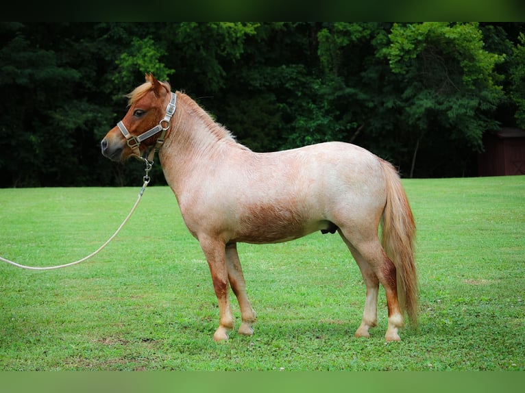 Mini Shetland Pony Gelding 4 years 8,3 hh Roan-Red in Flemingsburg Ky