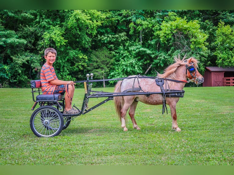 Mini Shetland Pony Gelding 4 years 8,3 hh Roan-Red in Flemingsburg Ky