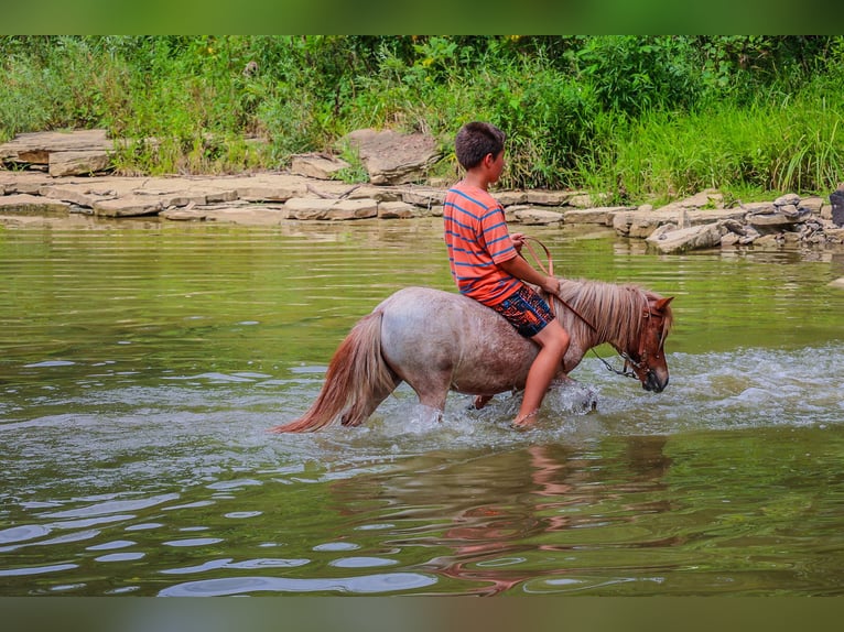 Mini Shetland Pony Gelding 4 years 8,3 hh Roan-Red in Flemingsburg Ky