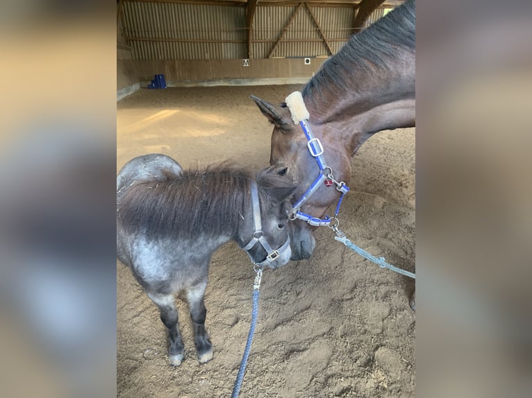Mini Shetland Pony Gelding 4 years 8,1 hh Roan-Blue in Bretten