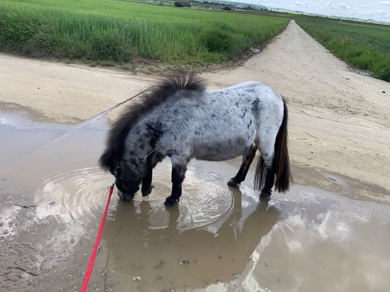 Mini Shetland Pony Gelding 4 years 8,1 hh Roan-Blue in Bretten