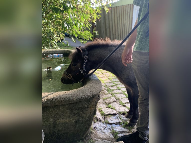 Mini Shetland Pony Gelding 4 years 8,1 hh Roan-Blue in Bretten
