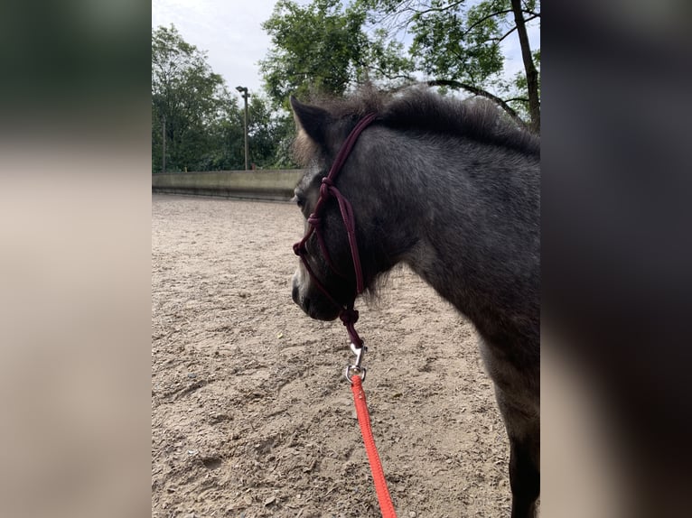 Mini Shetland Pony Gelding 4 years 8,1 hh Roan-Blue in Bretten