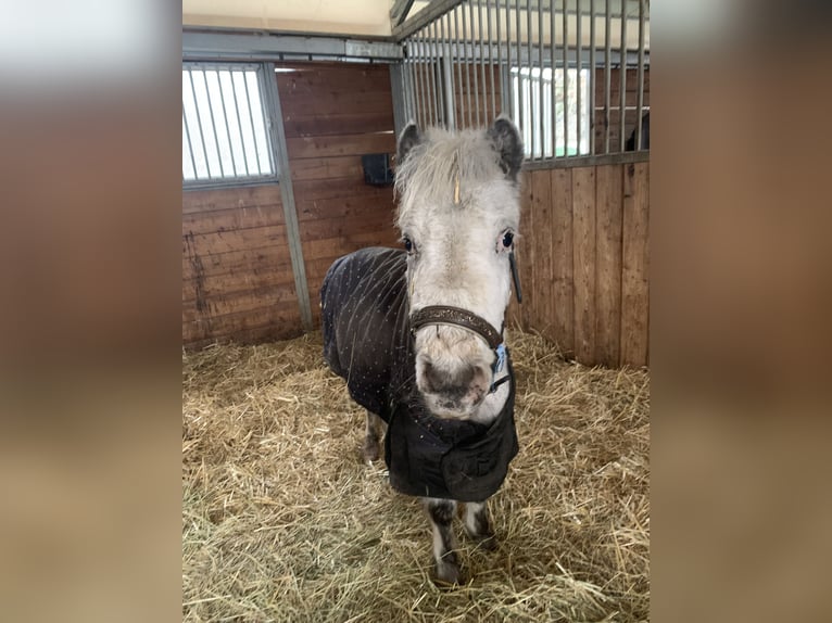 Mini Shetland Pony Gelding 4 years 9,1 hh Gray in Aspang-Markt