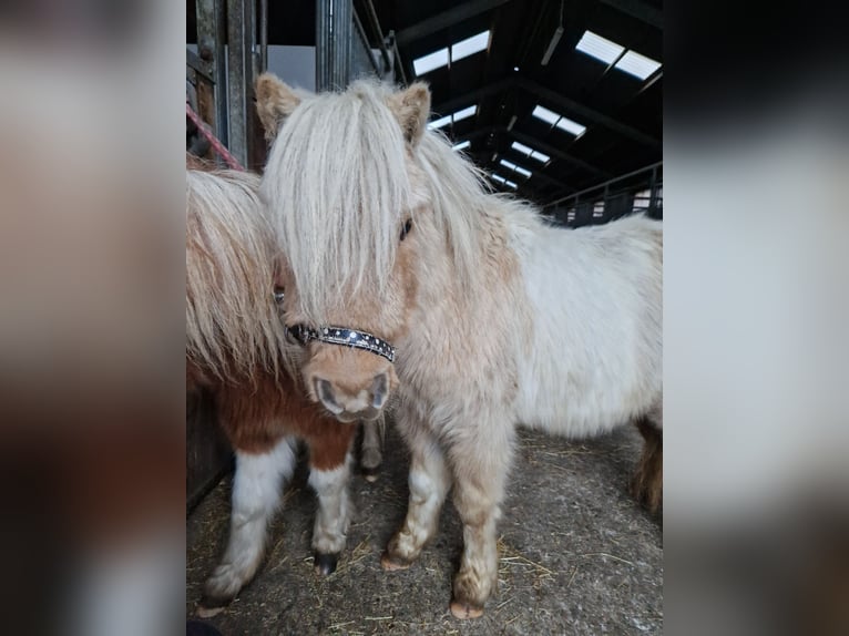 Mini Shetland Pony Gelding 5 years 8,2 hh Pinto in Herzebrock-Clarholz