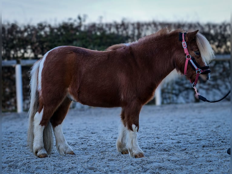 Mini Shetland Pony Gelding 5 years 8,3 hh Pinto in Neustadt (Wied)