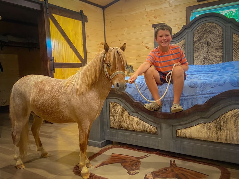 Mini Shetland Pony Gelding 5 years 8.3 hh Roan-Red in Flemingsburg Ky