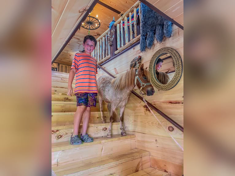 Mini Shetland Pony Gelding 5 years 8.3 hh Roan-Red in Flemingsburg Ky