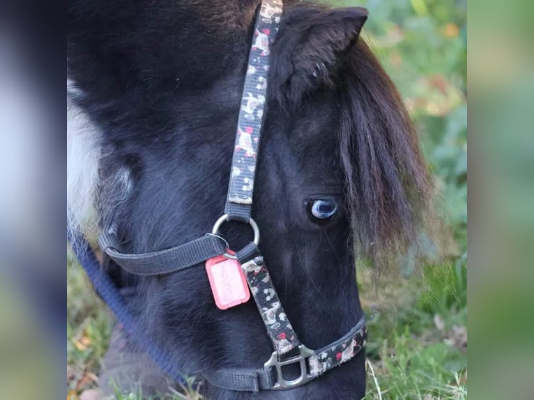 Mini Shetland Pony Gelding 5 years 8 hh Pinto in Timmendorfer Strand