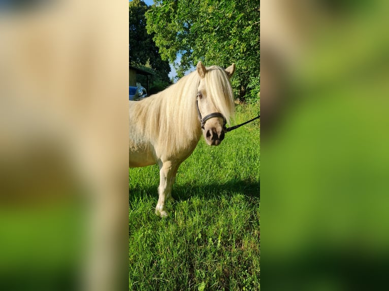 Mini Shetland Pony Gelding 5 years 9,1 hh Palomino in Sehnde