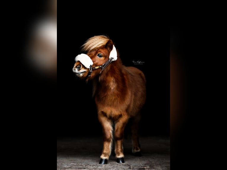 Mini Shetland Pony Gelding 5 years Chestnut-Red in Hanstedt